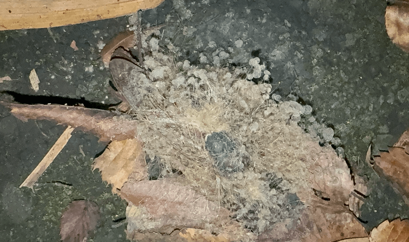 美しさとは裏腹に、昆虫の死骸にだけ生える珍しいカビ（画像提供：猫ひさしさん）
