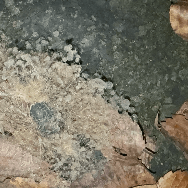 美しさとは裏腹に、昆虫の死骸にだけ生える珍しいカビ（画像提供：猫ひさしさん）