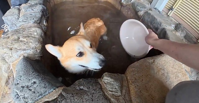 飼い主さんにお湯をかけてもらうぷっちょくん（画像提供：コーギーのプッチーニさん）