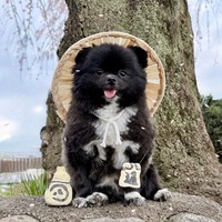 とっくりまで一緒！信楽焼そっくりのポメラニアンくつしたちゃん