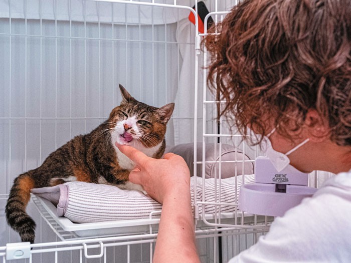 老猫ホームとホスピス併設の保護猫カフェ 困っている猫が穏やかに暮らせる場所に 犬 猫との幸せな暮らしのためのペット情報サイト Sippo 老猫ホームとホスピス併設の保護猫カフェ 困っている猫が穏やかに暮らせる場所に 犬 猫との幸せな暮らしのためのペット情報サイト Sippo