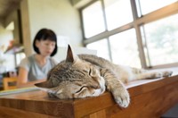 猫と暮らすおひとりさま女性※画像はイメージです（ChenPG/stock.adobe.com/）