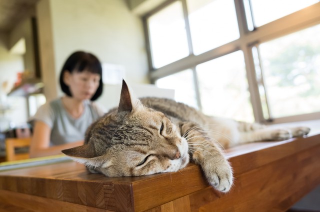 猫と暮らすおひとりさま女性※画像はイメージです（ChenPG/stock.adobe.com/）