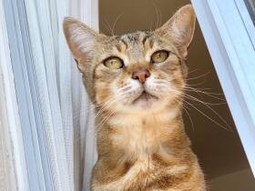 窓からニャルソック中のマンチカン「凜」　飛び交う蜂に猫パンチ？　