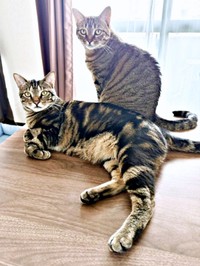 仲良く日向ぼっこする（手前）シンバくん、（奥）ナラちゃん（画像提供：シンバとナラさん）