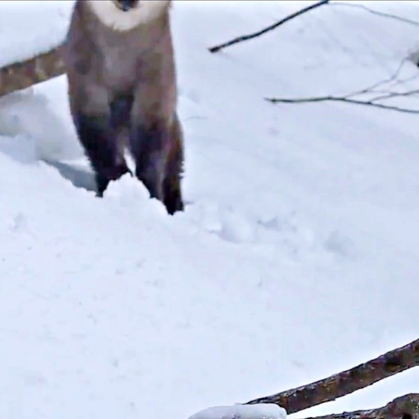 突然、動物の足が見えてきます（画像提供：少年さん）