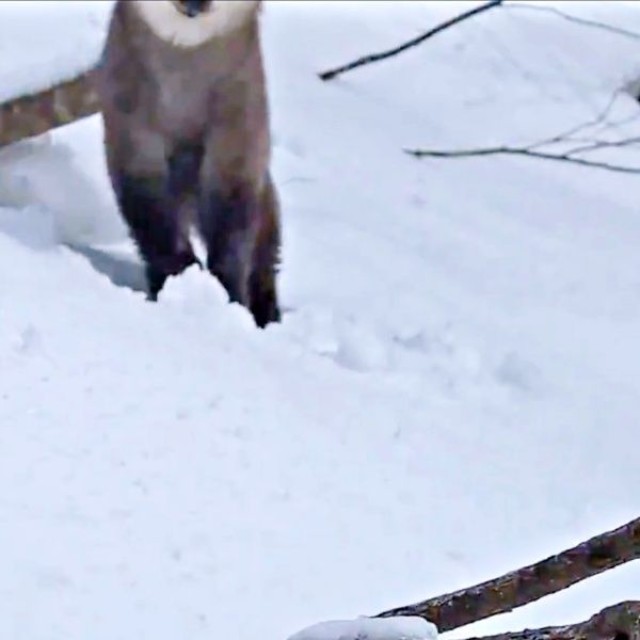 突然、動物の足が見えてきます（画像提供：少年さん）