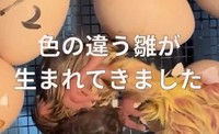 白孔雀誕生の瞬間（@kawatana_official）提供※画像はトリミングしています