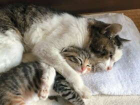 大人気連載からいとしい猫たちの姿まで　2022年読まれた記事ベスト５〈猫編〉