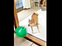スイカボールを打ち返すちびこちゃん（画像提供：柴犬ちびこさん）