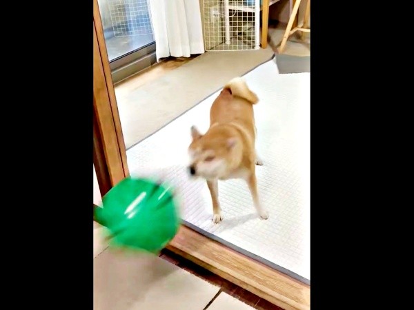 スイカボールを打ち返すちびこちゃん（画像提供：柴犬ちびこさん）