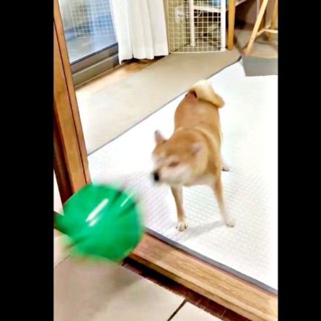 スイカボールを打ち返すちびこちゃん（画像提供：柴犬ちびこさん）