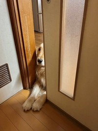 自認はトイプードルのイブくん