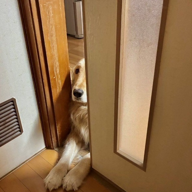 自認はトイプードルのイブくん