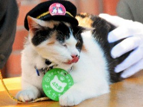 三毛猫の「よんたま」登場、まず「見習い」　ニタマ駅長の下