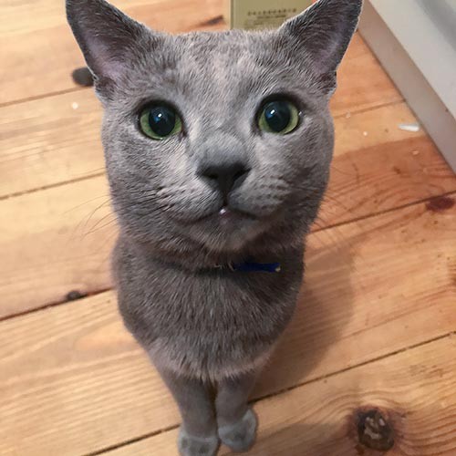 「ソラ」捜索の展開には、かなりハラハラさせられた（６章）