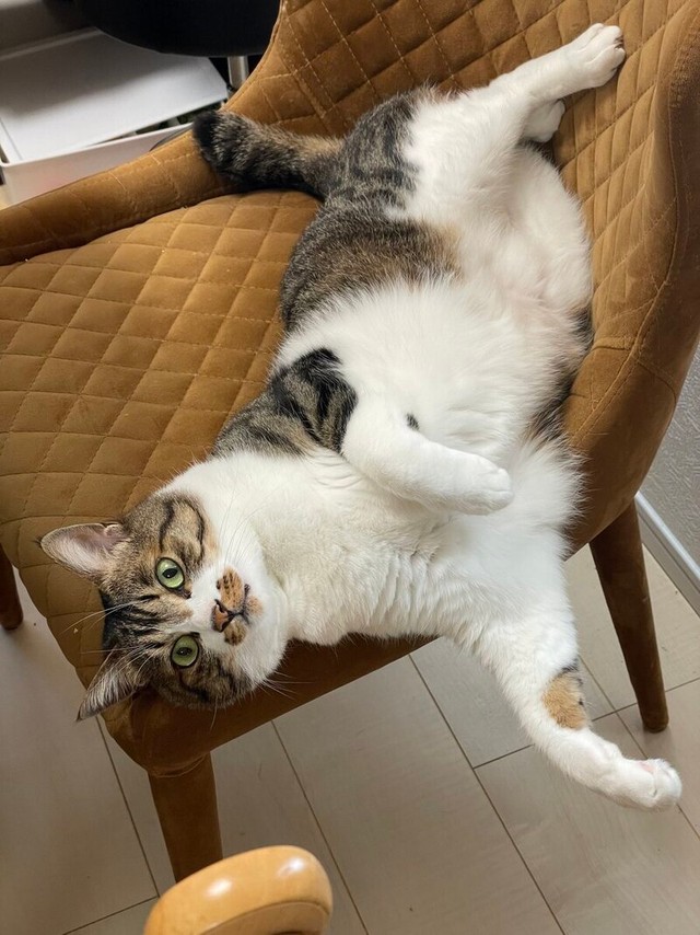 椅子の上でヘソ天になってくつろぐごまくん（画像提供：もへいさん）