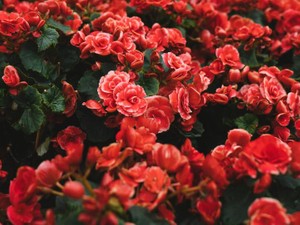 私の幸せのそばにいたスカートは、受験期の特別な気持ちが染め上げた