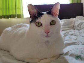 おうちでまったりは最高にゃ　食欲旺盛で元気に成長したMIX猫「結生」