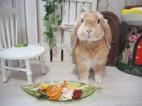 「ホーランドロップのどんぐりです。好き嫌いが激しい男の子です(笑)」（提供：ぴよ@カエルと暮らすさん）