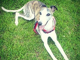 いっぱい走って休憩中　とことん優しいウィペット「あろちまん」