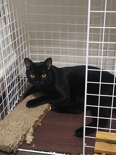 ケージは栗本さんのハンドメイド