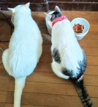 先住猫とともにご飯を食べるグミちゃん（画像提供：山口夏実さん）