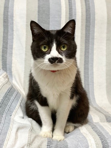 チョッチュ具志コロペッペ