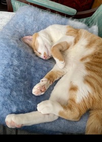 いまは守安家で幸せいっぱいのチャーリー(守安さん提供）