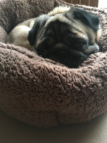 お気に入りのベッドでくつろいでいる様子（みのりさん提供）