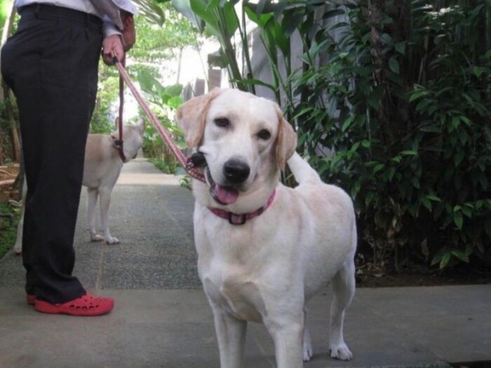 家にきたころの「あずき」