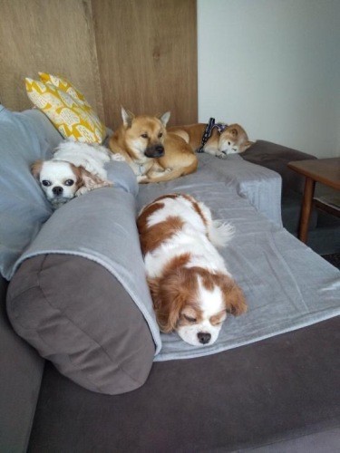 貴重な4ショット！手前が初めて迎え入れた元保護犬のムギちゃん、背もたれにいるのがトドちゃん。風ちゃんとノムさんと、それぞれ穏やかに過ごした至福の時間❤︎（提供：あすかさん）