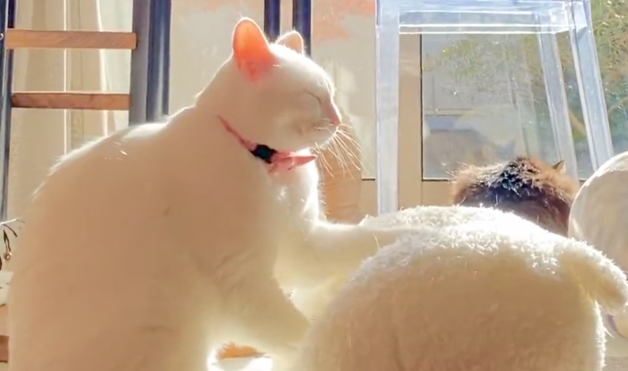 モミ神さま、降臨（提供：無重力猫ミルコのお家さん）※動画よりキャプチャ