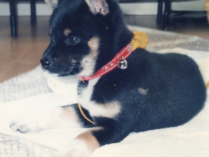 家に来たばかりのころのネネちゃん。マロの眉毛が可愛くて、母は「子牛みたいね」（褒めてます！）