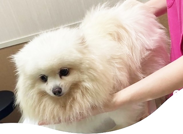 保護当初のあんなちゃんは寂しげな表情を浮かべていました