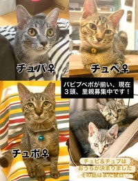 チュパちゃんとチュペちゃん、チュポちゃんが里親募集中です（「TetoMoco | 猫活するママの暮らし」さん提供、Instagramよりキャプチャ撮影）