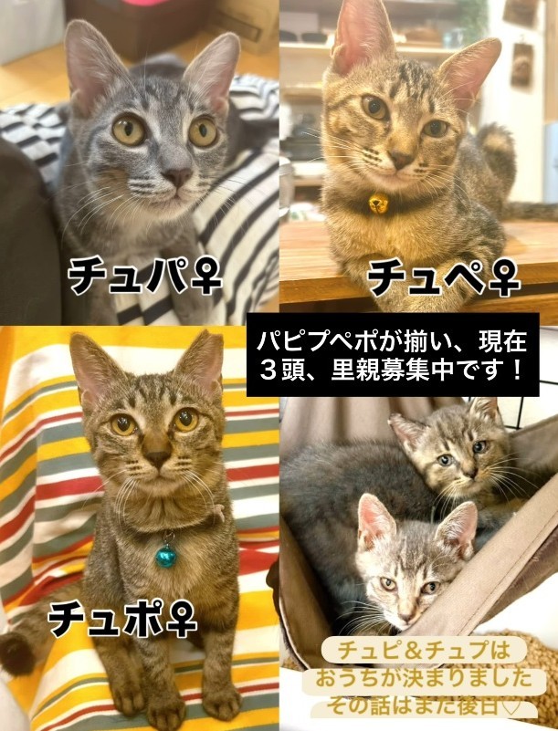 チュパちゃんとチュペちゃん、チュポちゃんが里親募集中です（「TetoMoco | 猫活するママの暮らし」さん提供、Instagramよりキャプチャ撮影）