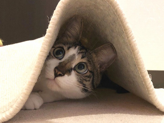 カーペットの下からこんにちは