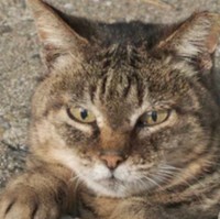 どっから顔を出してるの？（提供：あおいとり写真集「ずっと気まま猫」発売中さん）※一部トリミング