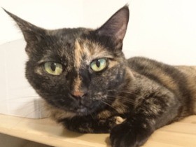 猫に「狸寝入り」は効果なし？　ワガママ二度鳴きに教育的指導