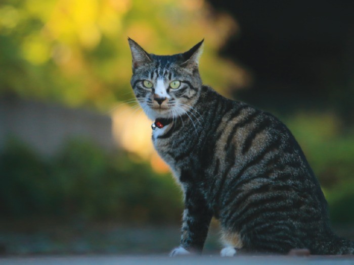 ハナはおっとりした性格で引っ込み思案。きかん気が強い一面も