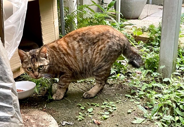 避妊手術前のお母さん猫