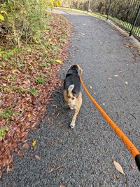 お散歩を楽しむしんたろうくん（画像提供：ともぞうさん）