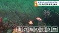 海中で見る海の異変