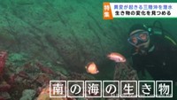 宮城の海の異変　海中で見る海の変化　水揚げが増えるタチウオ漁