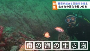 宮城の海の異変　海中で見る海の変化　水揚げが増えるタチウオ漁