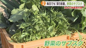 物価高の中で仙台市の農家が始めた「野菜のサブスク」消費者にありがたい毎日でも取り放題