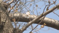 高松でサクラ開花　平年より1日、前年より3日早い開花