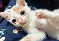少しずつ元気を取り戻していった子猫時代の福くん（画像提供：888さん）