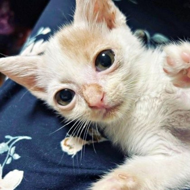 少しずつ元気を取り戻していった子猫時代の福くん（画像提供：888さん）
